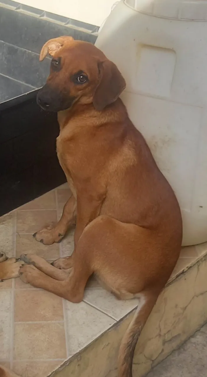 Cachorro ra a SRD-ViraLata idade 2 a 6 meses nome Canela