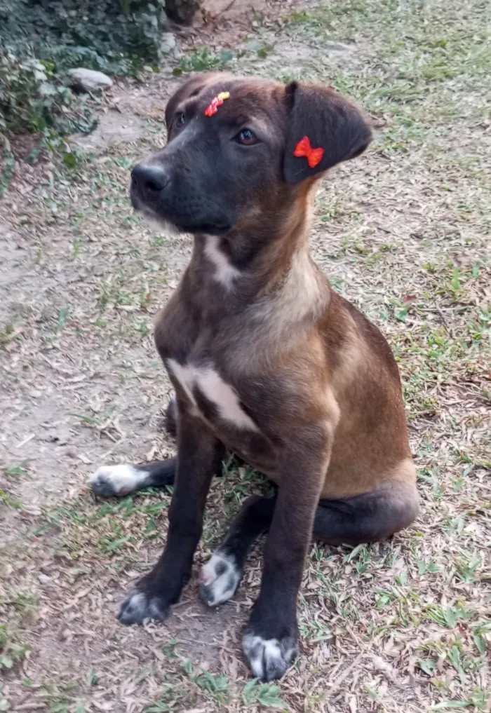 Cachorro ra a SRD-ViraLata idade 2 a 6 meses nome Juju 