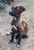 Juju