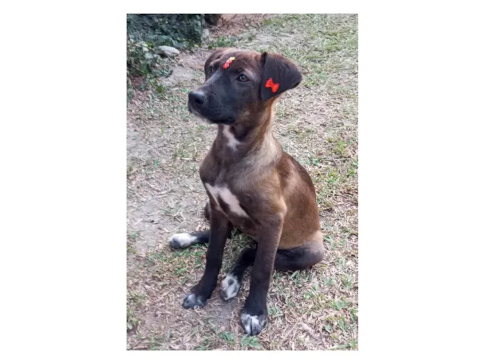 Cachorro ra a SRD-ViraLata idade 2 a 6 meses nome Juju 