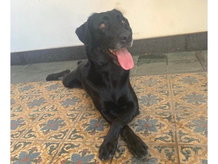 Cachorro ra a SRD-ViraLata idade 5 anos nome Mia