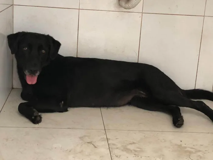 Cachorro ra a SRD-ViraLata idade 5 anos nome Mia