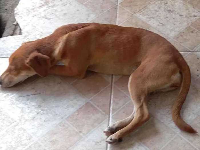 Cachorro ra a SRD-ViraLata idade 2 a 6 meses nome Raposinha