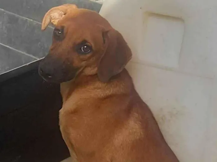 Cachorro ra a SRD-ViraLata idade 2 a 6 meses nome Canela