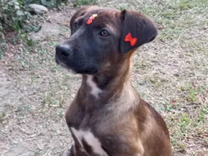 Cachorro raça SRD-ViraLata idade 2 a 6 meses nome Juju 