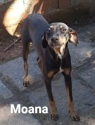 Cachorro ra a SRD-ViraLata idade 7 a 11 meses nome Moana
