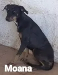 Moana
