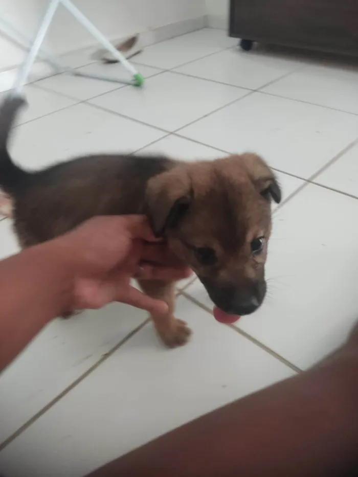 Cachorro ra a Husky Siberiano idade 2 a 6 meses nome plutão