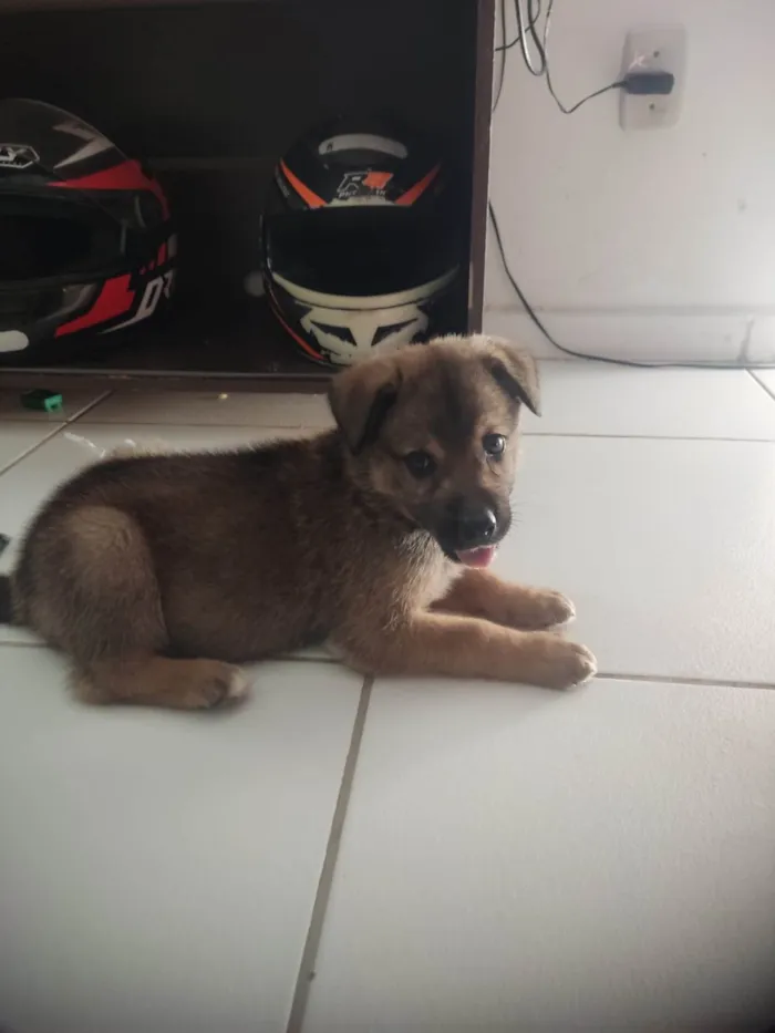 Cachorro ra a Husky Siberiano idade 2 a 6 meses nome plutão