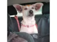 Zoe está no abrigo! Ajude, adote!