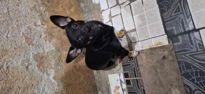 Cachorro ra a Pinscher idade 1 ano nome Luly