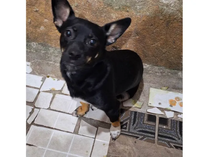 Cachorro ra a Pinscher idade 1 ano nome Luly