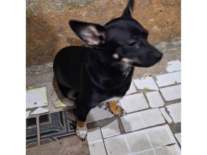 Cachorro ra a Pinscher idade 1 ano nome Luly