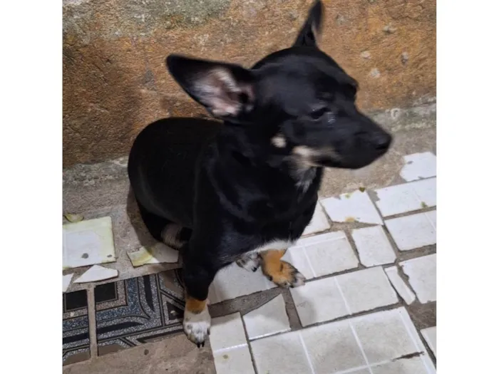 Cachorro ra a Pinscher idade 1 ano nome Luly