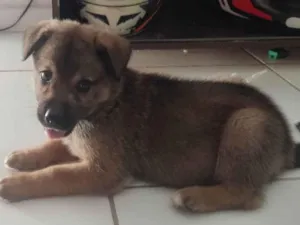 Cachorro raça Husky Siberiano idade 2 a 6 meses nome plutão