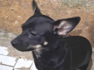 Cachorro raça Pinscher idade 1 ano nome Luly