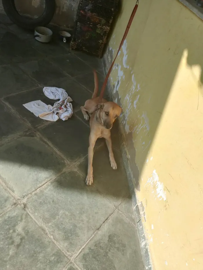 Cachorro ra a SRD-ViraLata idade 1 ano nome Bella