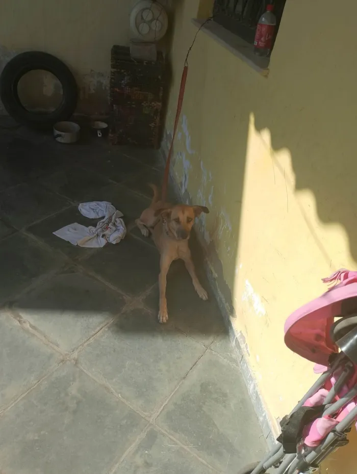 Cachorro ra a SRD-ViraLata idade 1 ano nome Bella