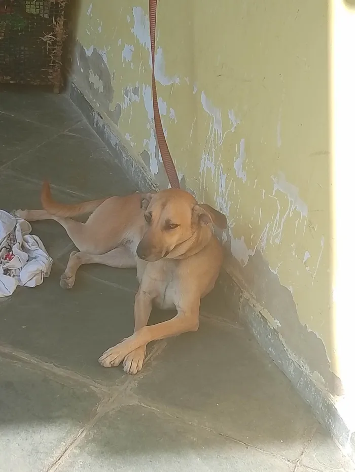 Cachorro ra a SRD-ViraLata idade 1 ano nome Bella