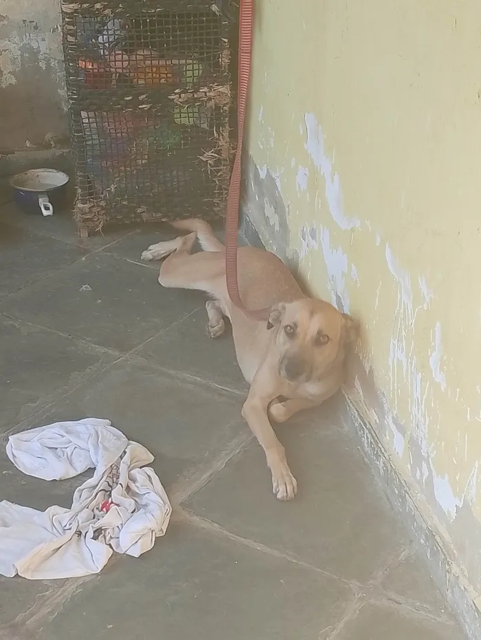 Cachorro ra a SRD-ViraLata idade 1 ano nome Bella