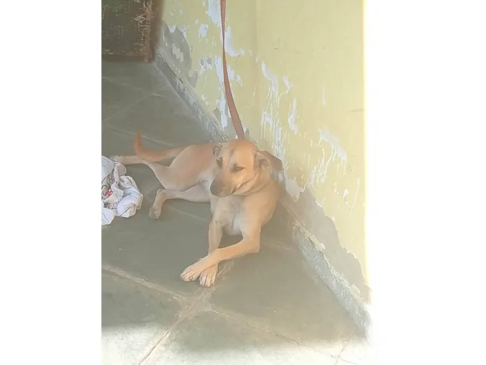 Cachorro ra a SRD-ViraLata idade 1 ano nome Bella