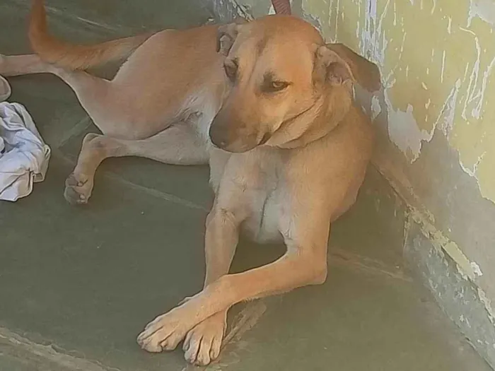 Cachorro ra a SRD-ViraLata idade 1 ano nome Bella