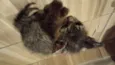 Gatinho malhado