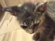 Gatinho malhado