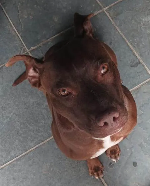 Cachorro ra a Pit-Bull idade 6 ou mais anos nome Simba