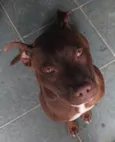 Simba