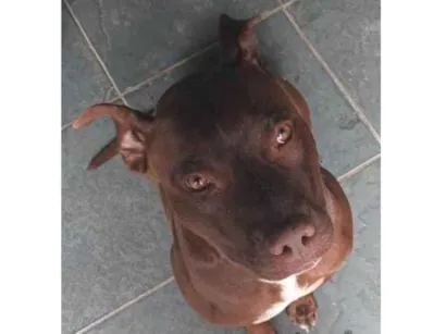 Cachorro raça Pit-Bull idade 6 ou mais anos nome Simba