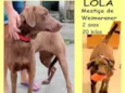 Lola