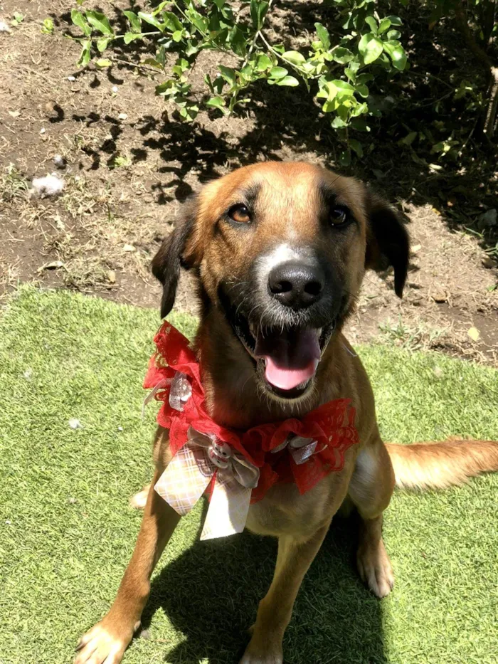 Cachorro ra a SRD-ViraLata idade 1 ano nome Vicky porteP 1aninho 