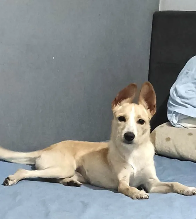 Cachorro ra a SRD-ViraLata idade 2 a 6 meses nome Lola porte Pequeno um AMOR 