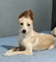 Lola porte Pequeno um AMOR