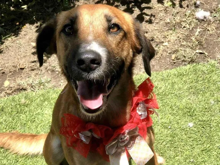 Cachorro ra a SRD-ViraLata idade 1 ano nome Vicky porteP 1aninho 