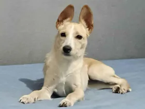 Cachorro raça SRD-ViraLata idade 2 a 6 meses nome Lola porte Pequeno um AMOR 