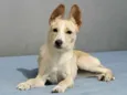 Lola porte Pequeno um AMOR