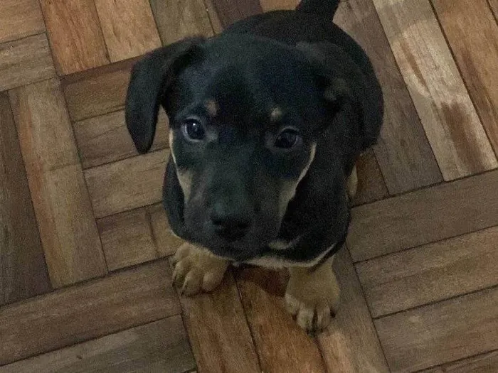 Cachorro ra a Pastor Misto idade 2 a 6 meses nome Rocky 