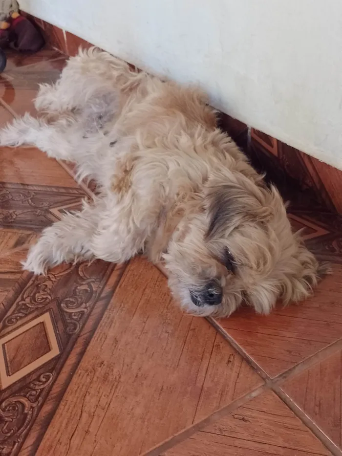 Cachorro ra a Shitzu idade 3 anos nome Cadela Shitzu 