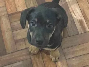 Cachorro raça Pastor Misto idade 2 a 6 meses nome Rocky 