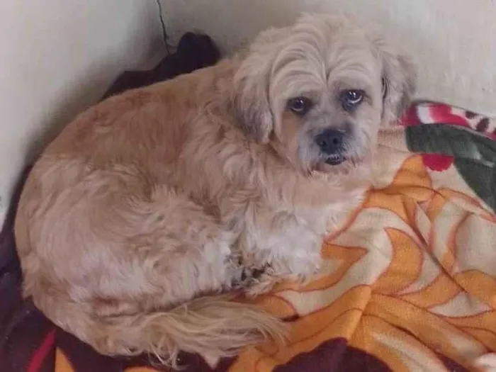 Cachorro ra a Shitzu idade 3 anos nome Cadela Shitzu 