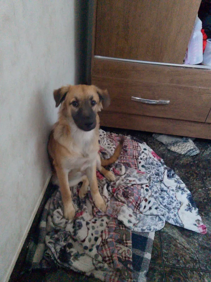 Cachorro ra a SRD-ViraLata idade 2 a 6 meses nome Athena
