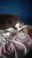 Nina