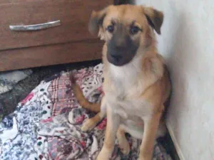 Cachorro raça SRD-ViraLata idade 2 a 6 meses nome Athena