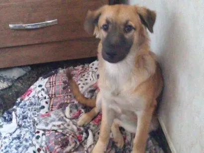 Cachorro raça SRD-ViraLata idade 2 a 6 meses nome Athena