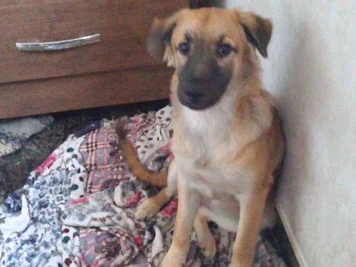 Cachorro ra a SRD-ViraLata idade 2 a 6 meses nome Athena