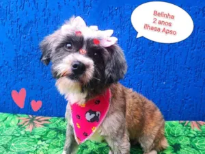 Cachorro raça Lhasa Apso idade 2 anos nome belinha