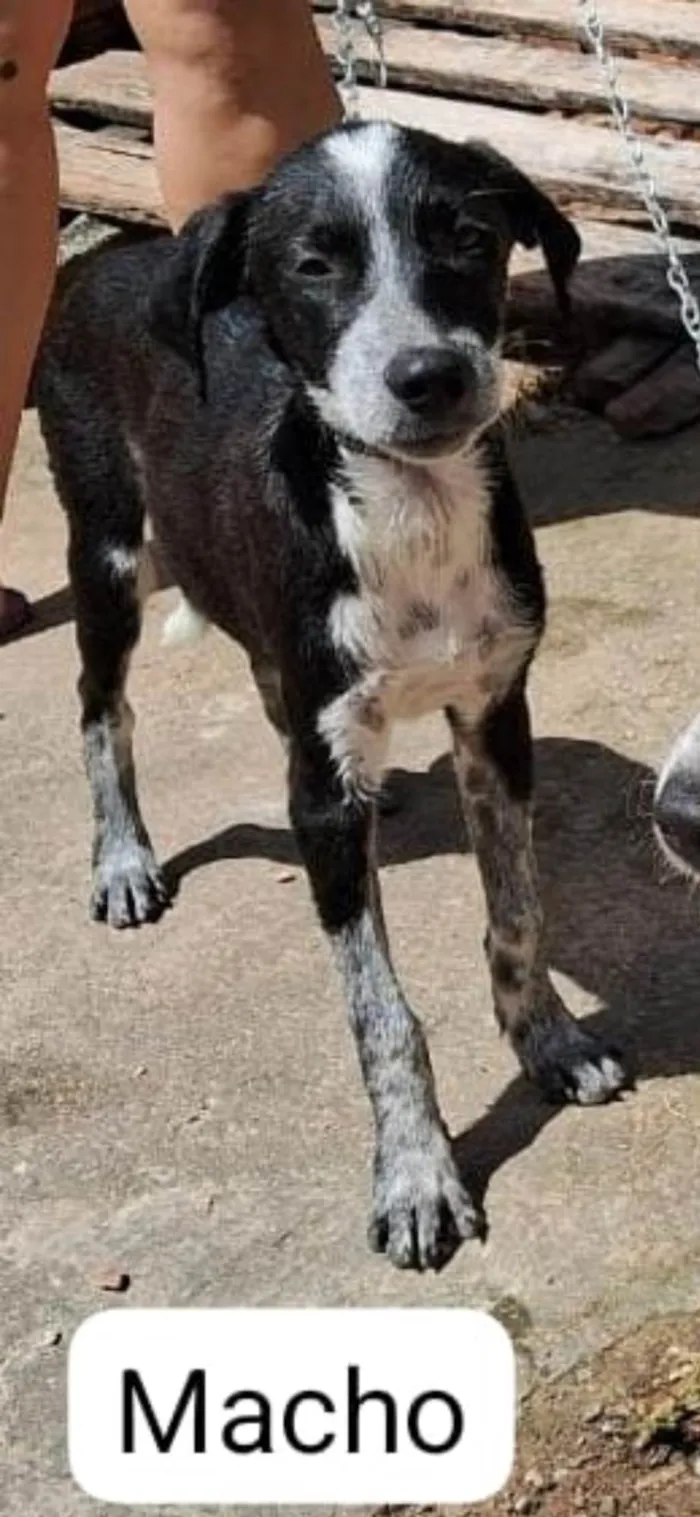 Cachorro ra a vira lata idade 2 a 6 meses nome bob