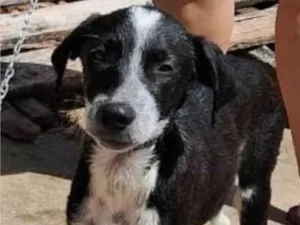 Cachorro raça vira lata idade 2 a 6 meses nome bob